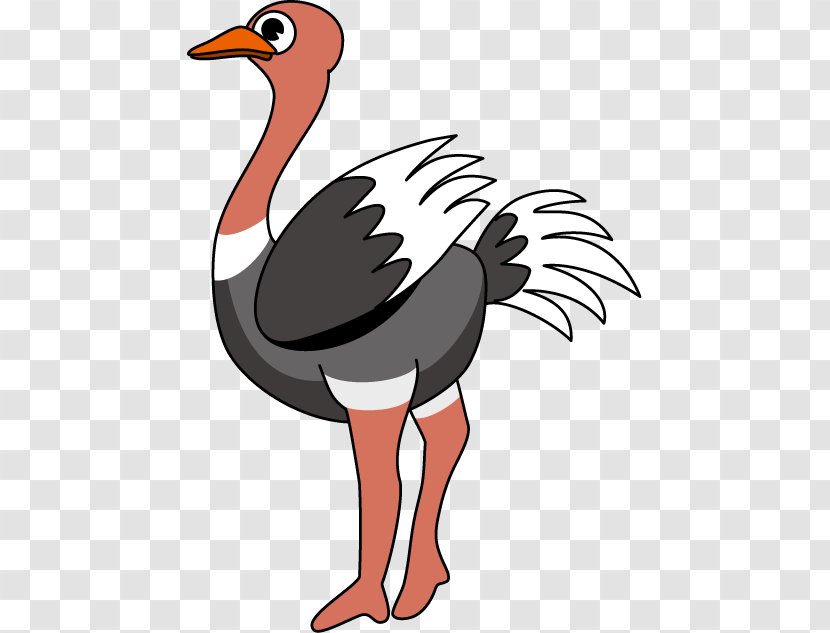 Common Ostrich Free Content Clip Art - Bird - Cliparts Transparent PNG
