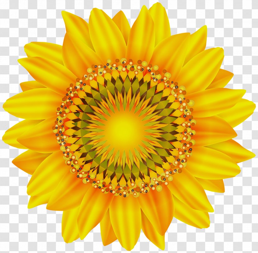 Sunflower - Cut Flowers Gazania Transparent PNG