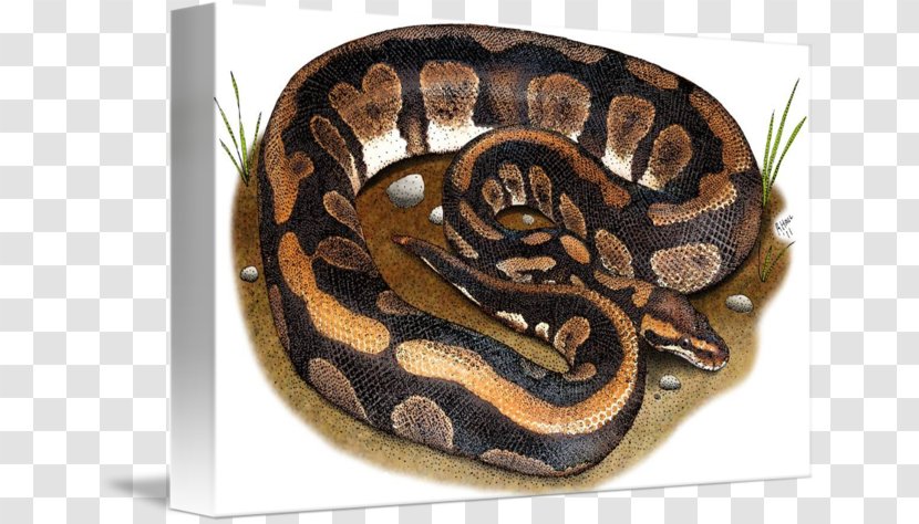 Boa Constrictor Snake Ball Python Blanket Boas - Kingsnakes Transparent PNG