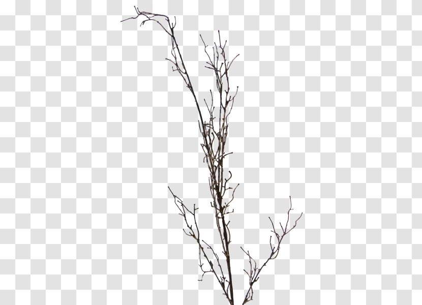 Twig Plant Stem Leaf Grasses Black - Tree - Berry Branch Transparent PNG