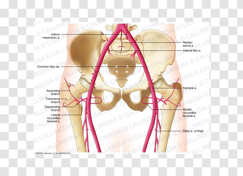 Common Iliac Artery Vein Pelvis Abdomen - Silhouette - Devi Transparent PNG