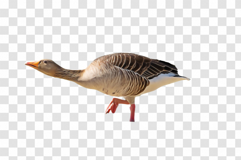 Goose Duck Birds Swans Beak Transparent PNG