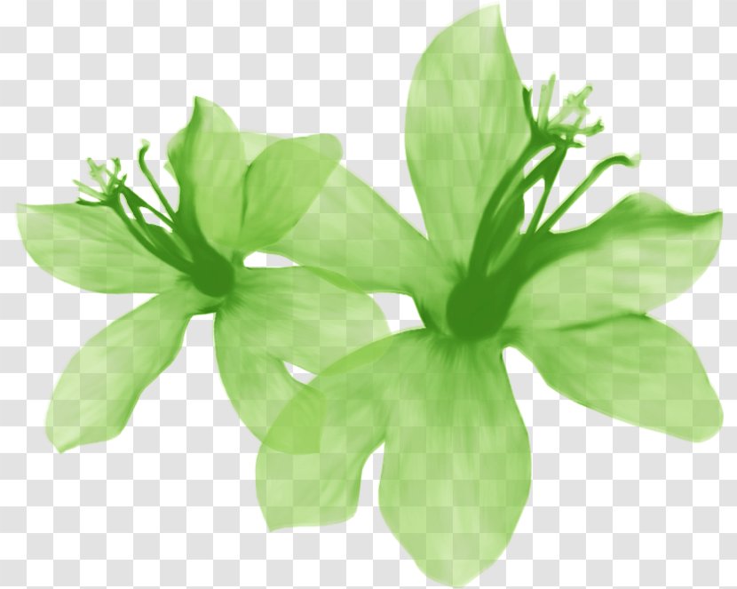Image Ink Wash Painting Clip Art Download - Flower - Land Cress Greens Transparent PNG