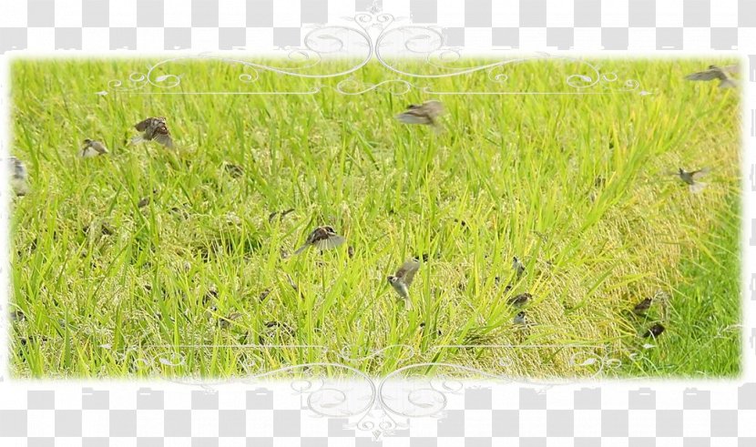 Vetiver Lawn Chrysopogon - Grass - Rice Paddy Transparent PNG