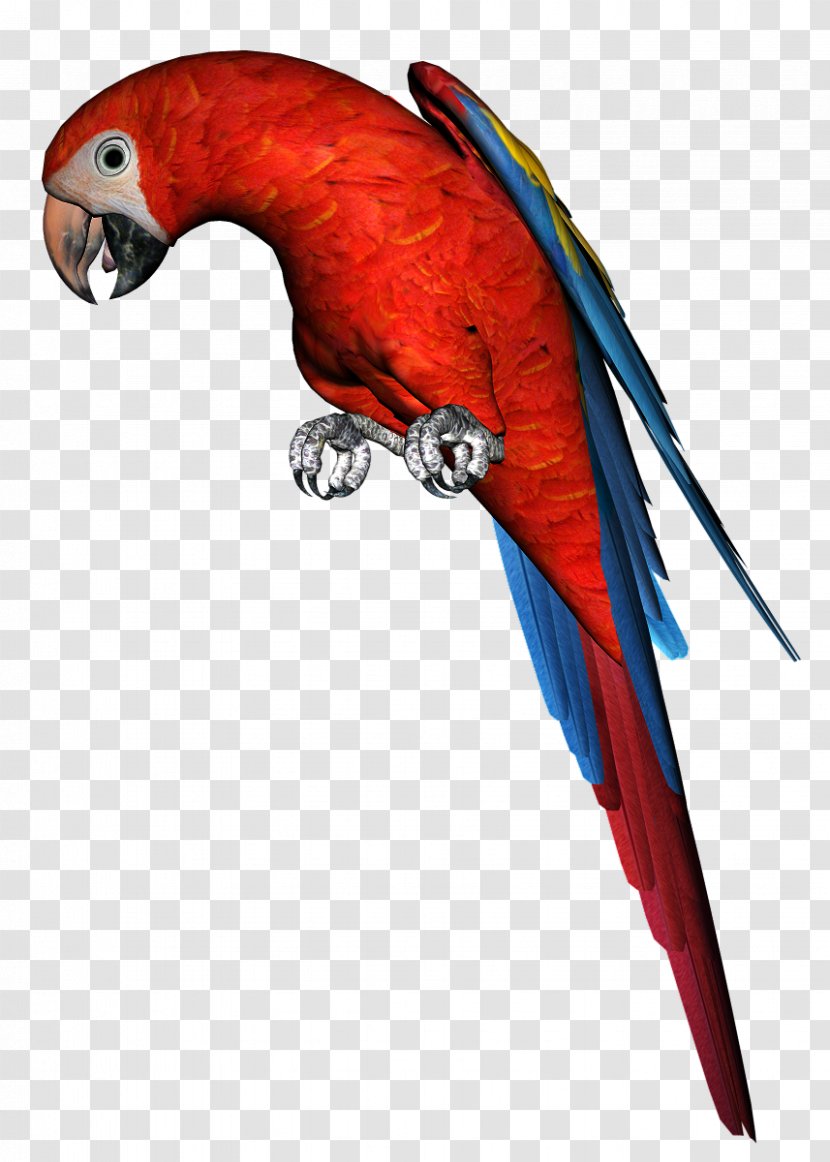 Macaw Bird Parrot Parakeet - Vertebrate Transparent PNG