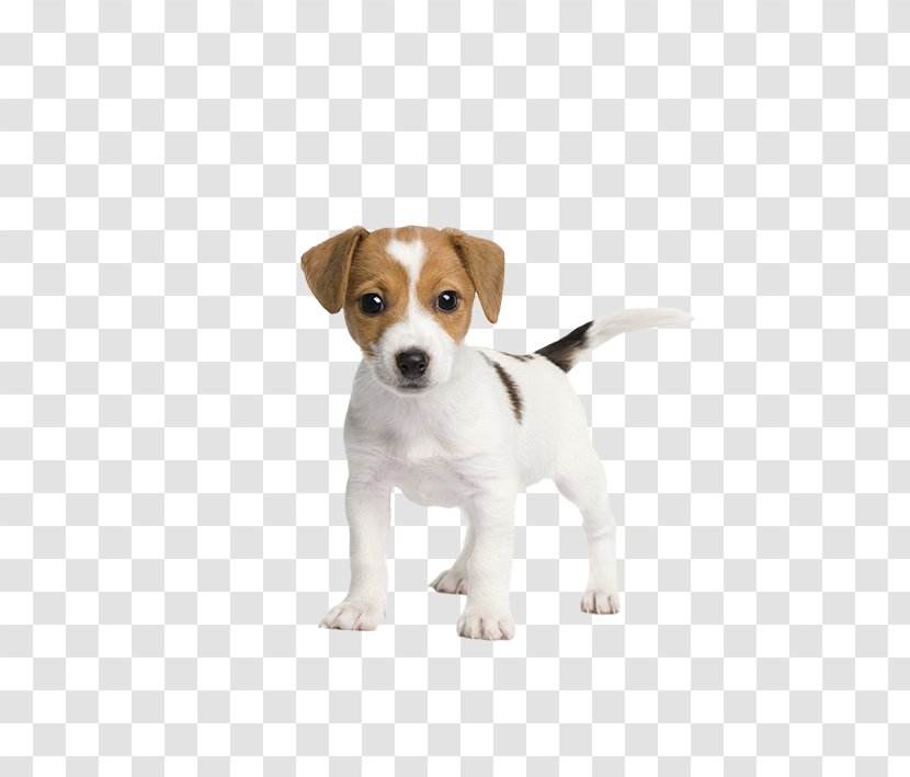 Jack Russell Terrier Puppy Pet Sitting Cuteness - Dog Vector Transparent PNG