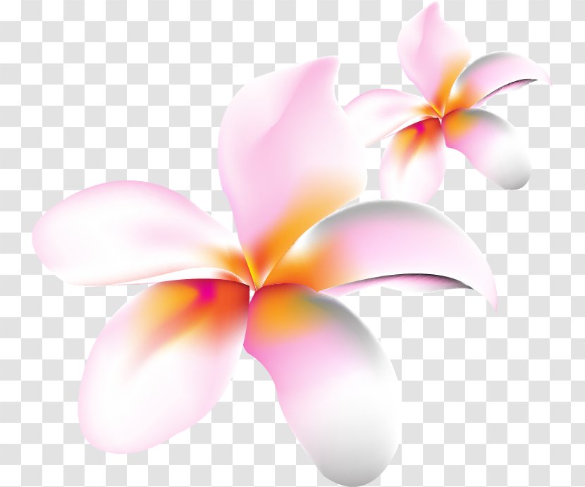 Moth Orchids Desktop Wallpaper Pink M Close-up Computer Transparent PNG