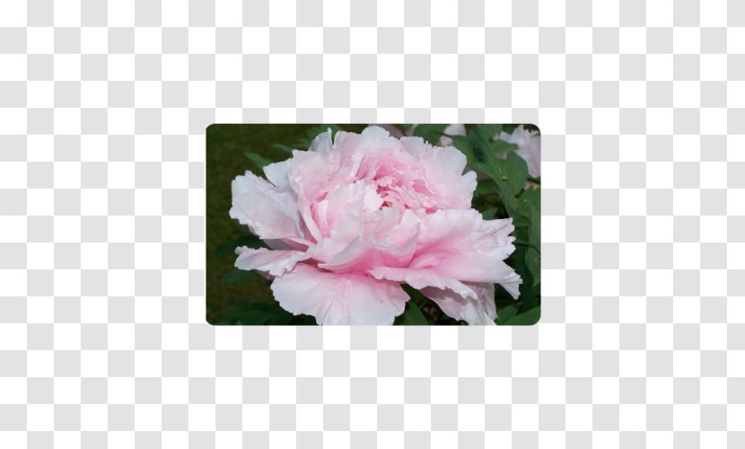 Centifolia Roses Rosaceae Cut Flowers Plant Shrub - Rose - Pink Peony Transparent PNG