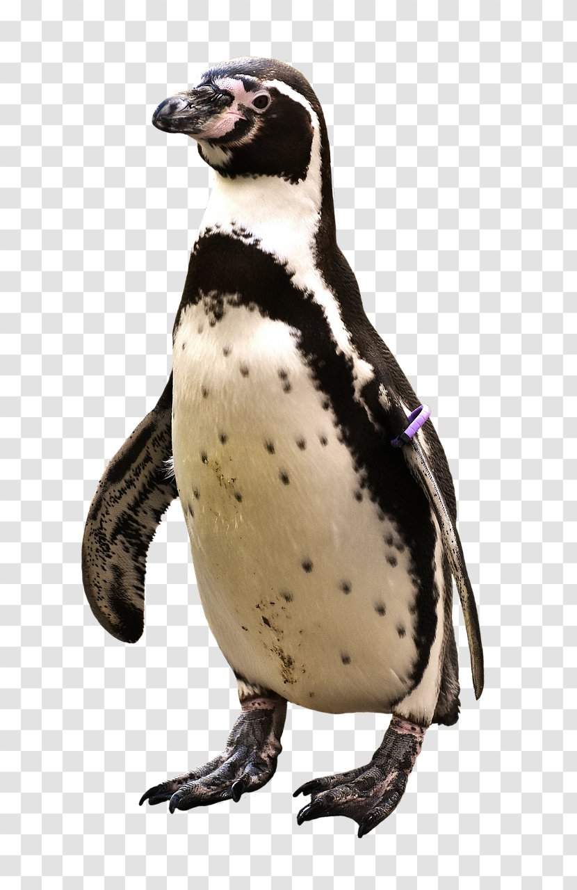 Penguin T-shirt Bird Animal Antarctica Transparent PNG