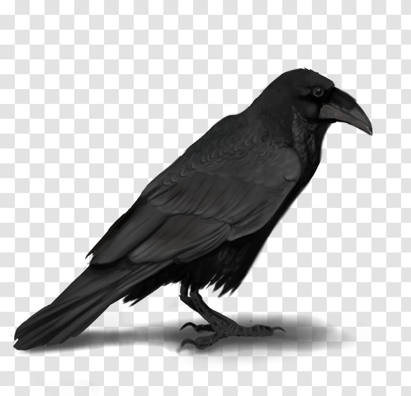 American Crow Rook New Caledonian Common Raven - Black And White Transparent PNG