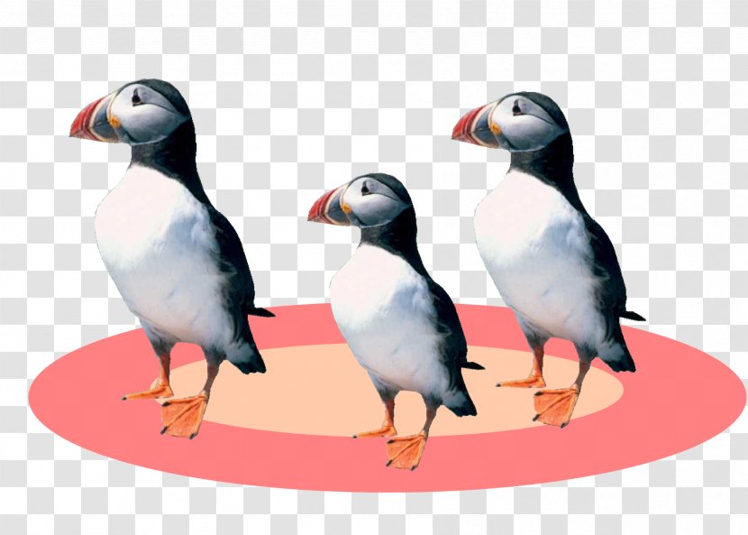 Puffin Penguin Goose Cygnini Duck - Fauna Transparent PNG