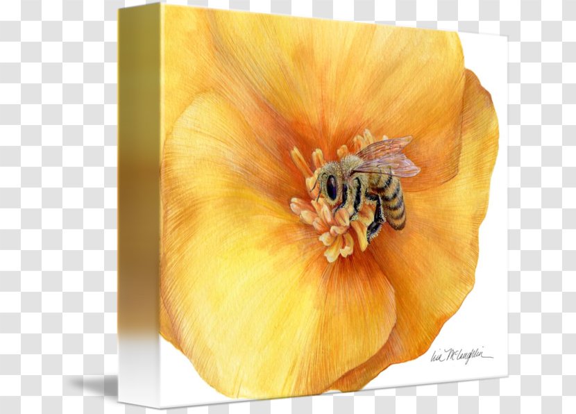 Still Life Photography Honey Bee Gallery Wrap - Flowering Plant Transparent PNG