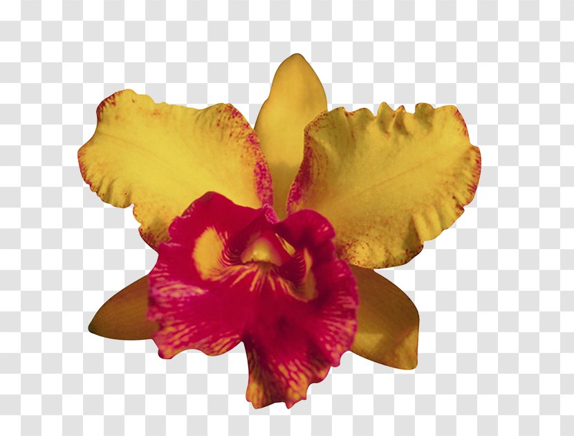 Moth Orchids Flower Cattleya Clip Art - Flora Transparent PNG