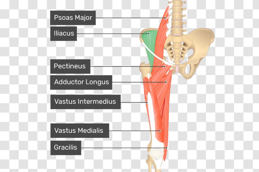 Pectineus Muscle Anatomy Iliopsoas Adductor Longus - Flower - Silhouette Transparent PNG