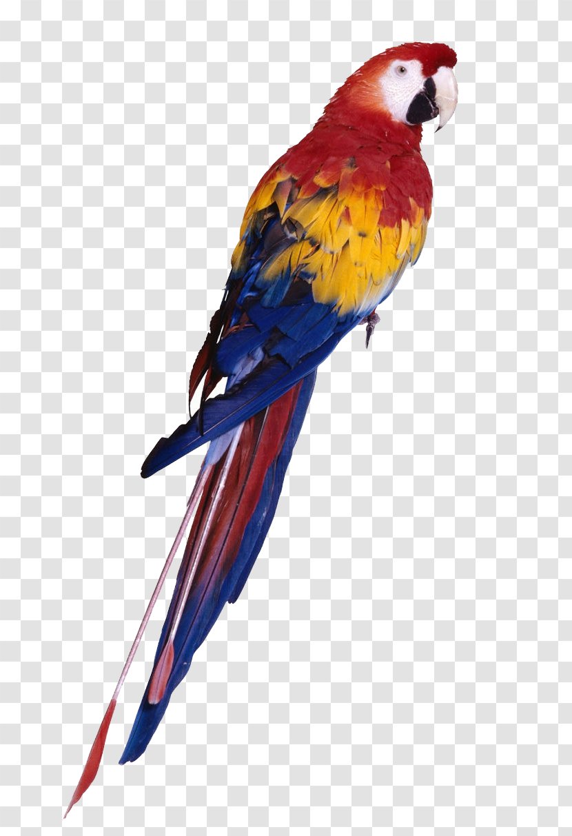 Parrot Bird Budgerigar Toy Cockatiel - Lovebird Transparent PNG
