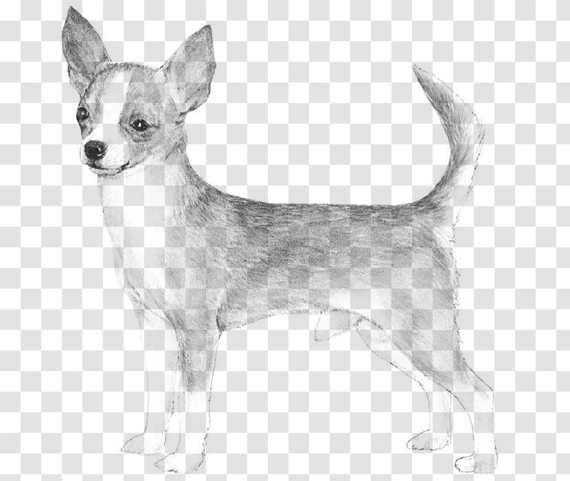 Chihuahua Basset Hound Smooth Collie Rat Terrier Miniature Pinscher - Dog Breed Group Transparent PNG