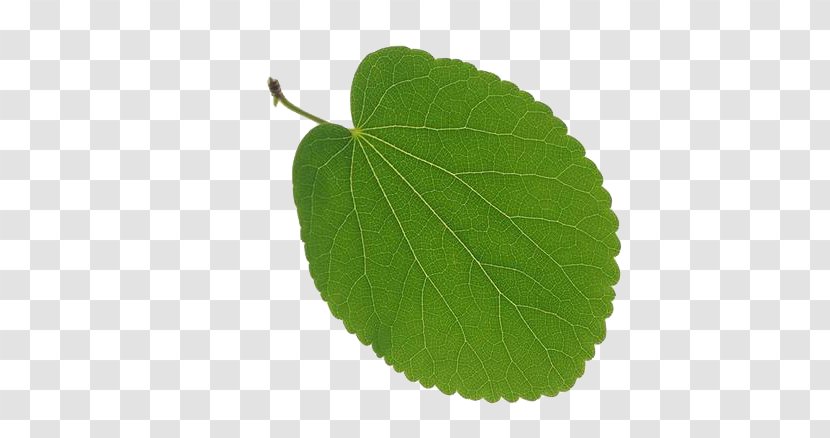 Leaf Tree Vascular Bundle Deciduous - Broadleaved - Leaves 9 Transparent PNG