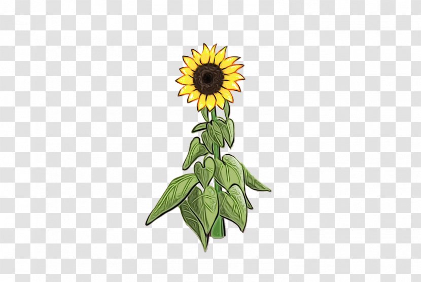 Sunflower - Watercolor - Daisy Family Gerbera Transparent PNG
