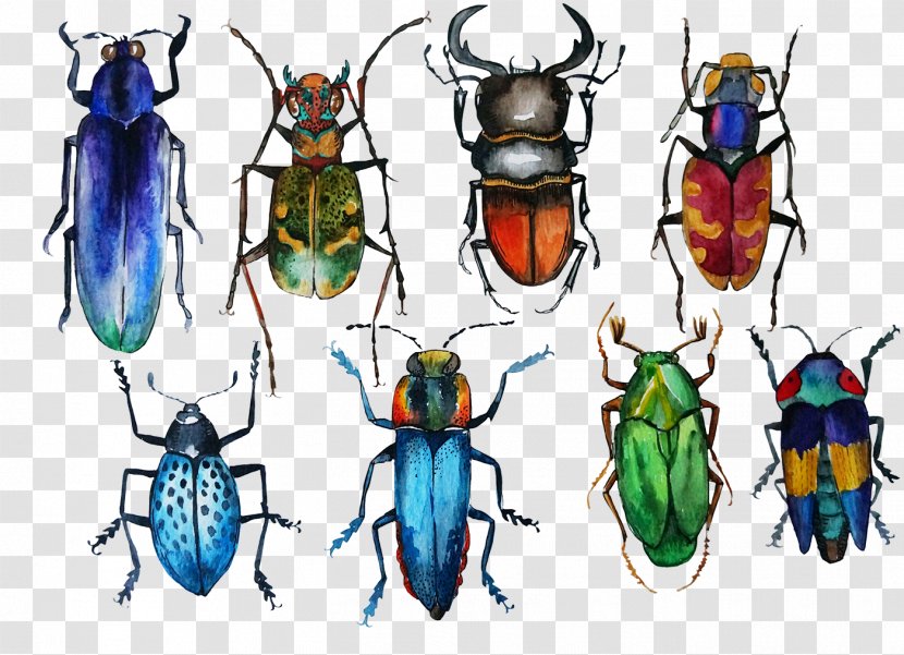 Beetle Drawing Watercolor Painting - Membrane Winged Insect - Bugs Transparent PNG