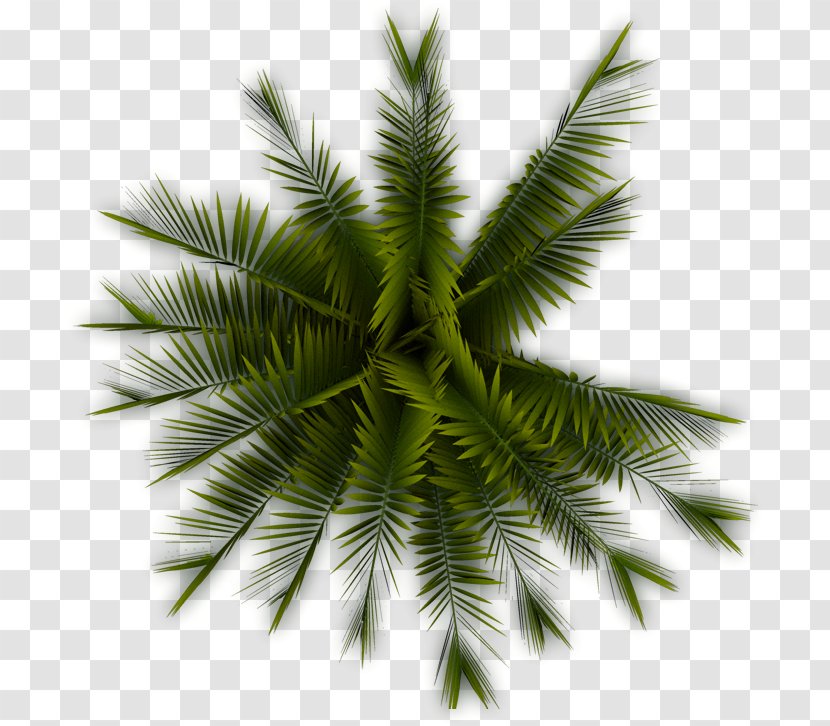 Tree Arecaceae Plant Clip Art - Grass - Palm Transparent PNG