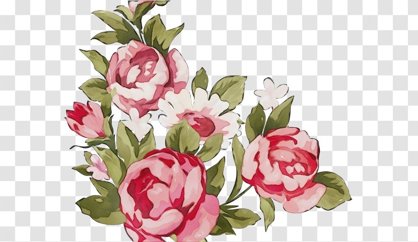 Flower Pink Rosa × Centifolia Plant Flowering - Peony Common Transparent PNG