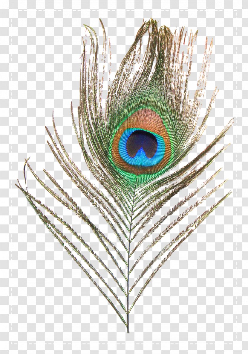 Feather Peafowl Clip Art - Raster Graphics - Peacock Transparent PNG