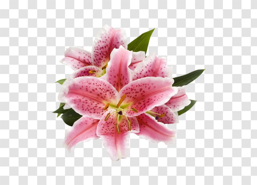 Lilium 'Stargazer' Cut Flowers Arum-lily Pink - Arumlily - Flower Transparent PNG