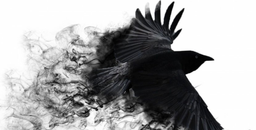 Common Raven Bird 4K Resolution Black And White Wallpaper - Wildlife - Flying Crow Transparent PNG