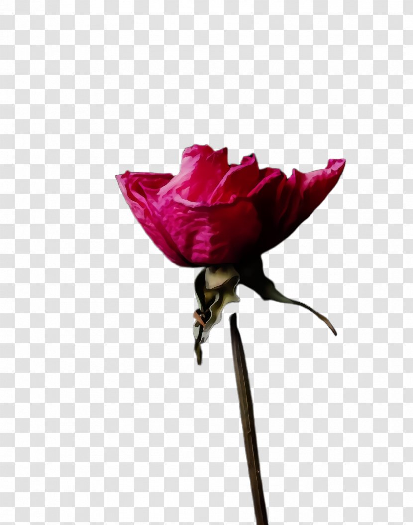 Garden Roses - Rose - Bud Transparent PNG