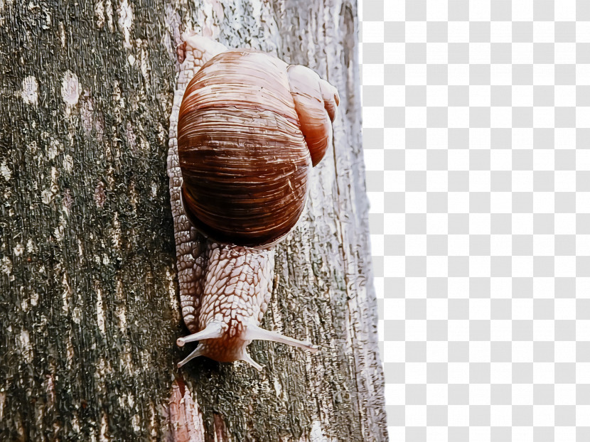 Snail Snail Nature Spiral Seashell Transparent PNG