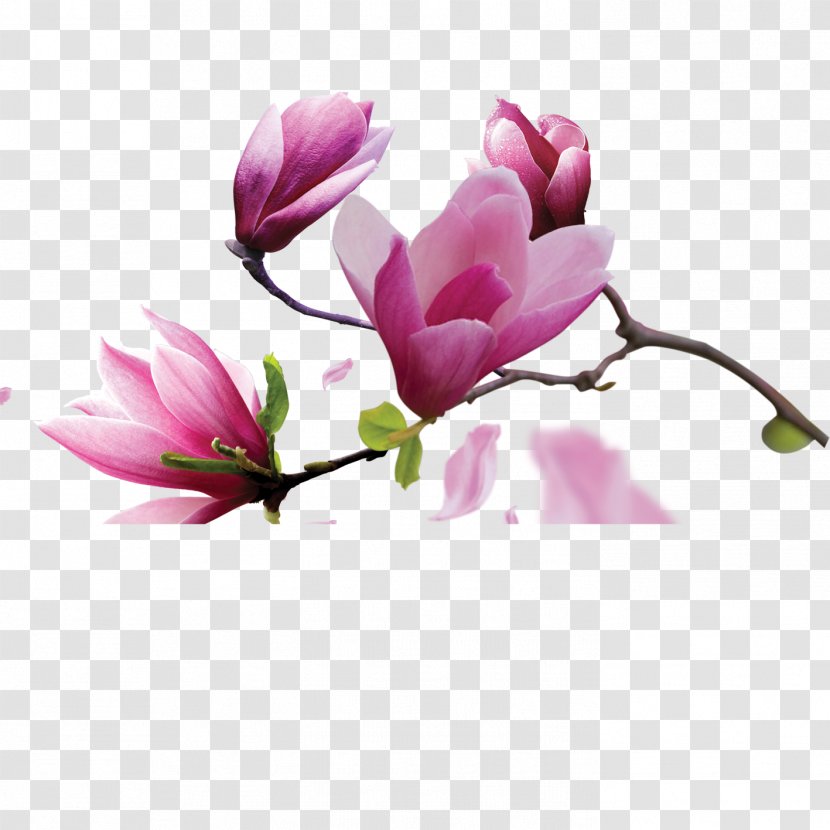Canvas Oil Painting Magnolia - Flowers Transparent PNG