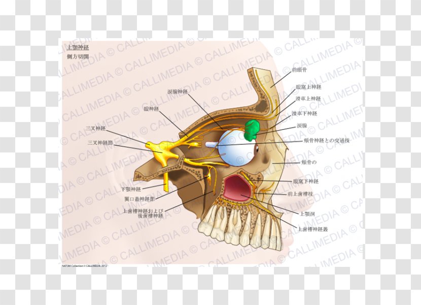 Maxillary Nerve Pterygopalatine Fossa Ganglion - Silhouette - Tree Transparent PNG