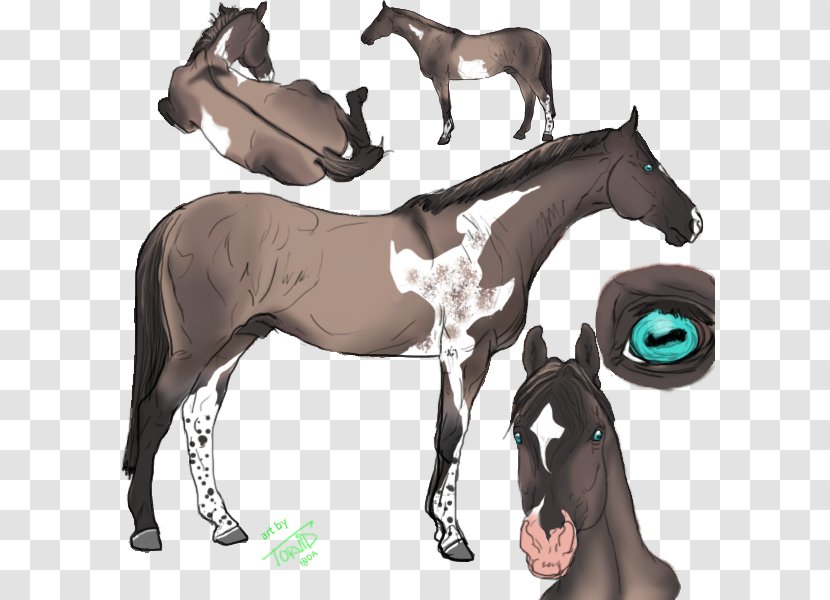 Mustang Stallion Mare Colt Foal - Pack Animal - Toran Transparent PNG