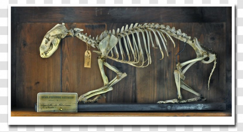 Tyrannosaurus Fauna - Squelette Transparent PNG