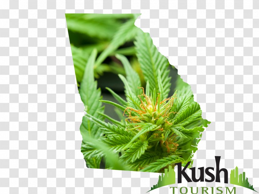 Hash, Marihuana & Hemp Museum Medical Cannabis Oil - Family - Kush Transparent PNG