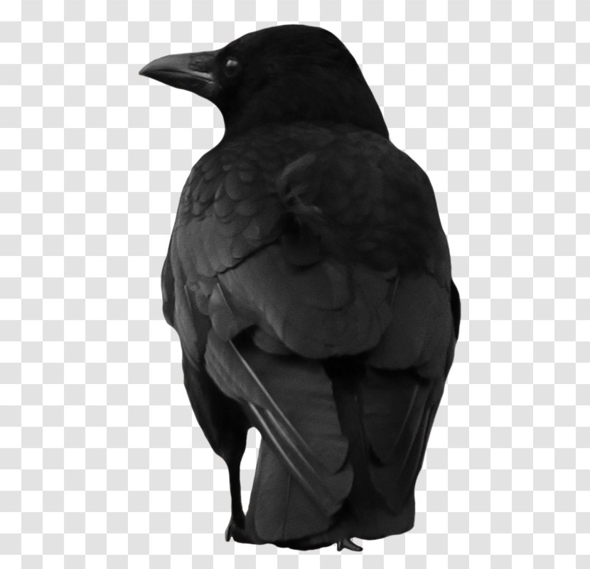 American Crow New Caledonian Rook - Bird - Crowbar Transparent PNG