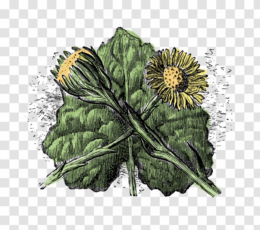 Wildflower Tussilago Plant Stem Botany - Botanical Flower Illustration Transparent PNG