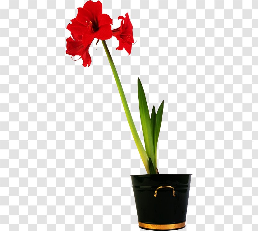 Amaryllis Flowerpot - Seed Plant - Flower Transparent PNG