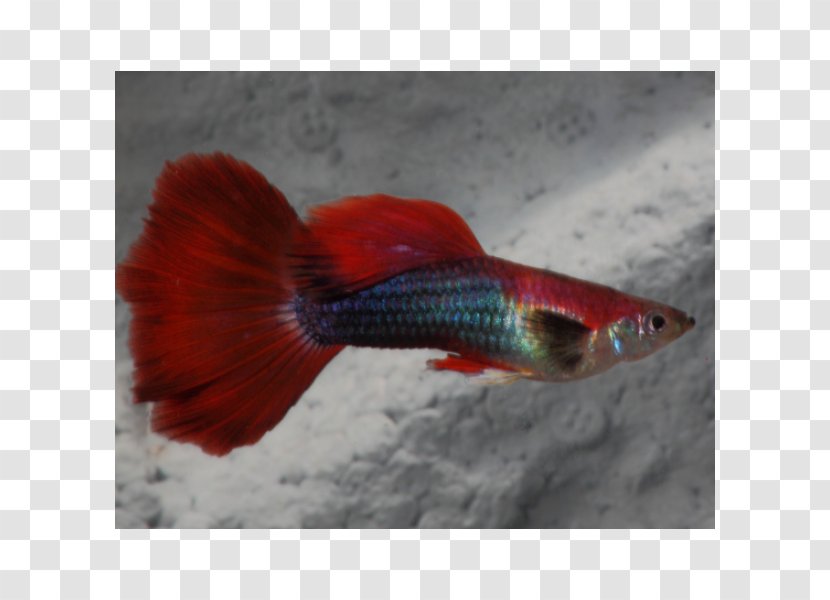 Guppy Endler's Livebearer Aquarium Fantail Fish - Freshwater Transparent PNG