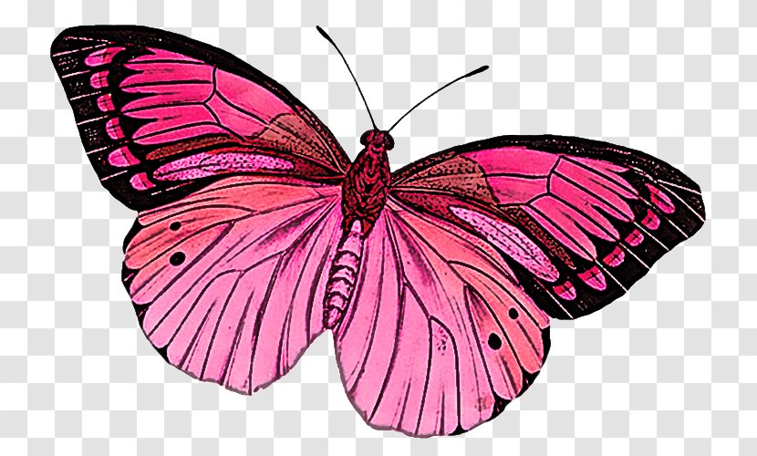 Moths And Butterflies Butterfly Insect Pink Pollinator - Wing Magenta Transparent PNG