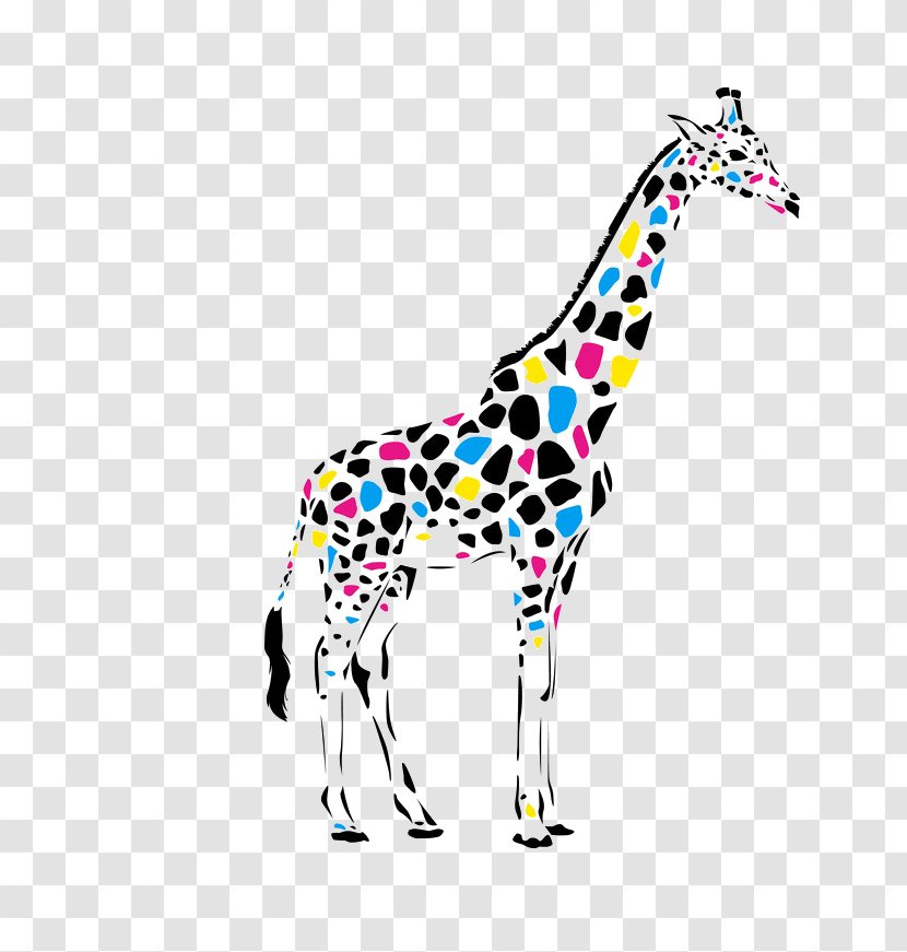 Giraffe Color Drawing Cdr - Cartoon Transparent PNG