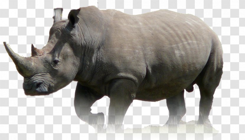 Javan Rhinoceros Animal Wildlife Lion - Snout - Rhino Transparent PNG