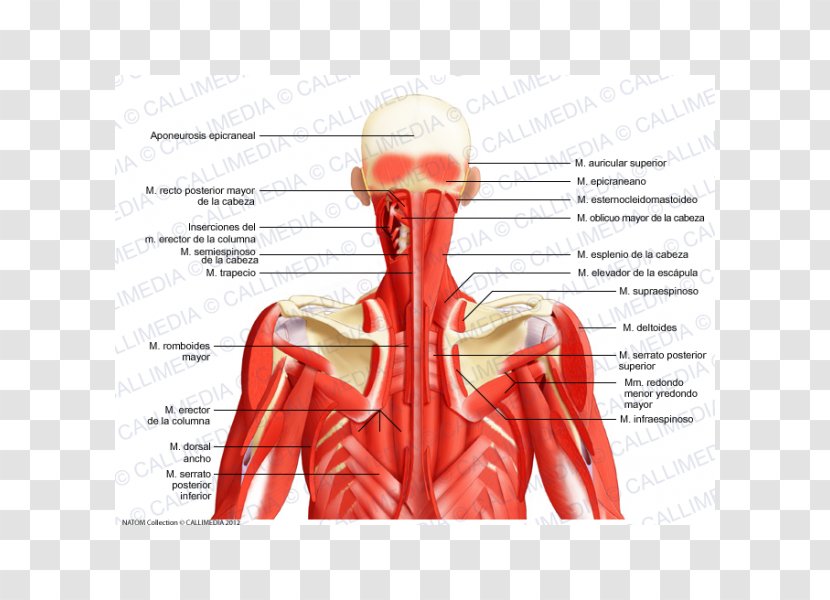 Posterior Triangle Of The Neck Head And Anatomy Auricular Muscle - Cartoon - Abdomen Transparent PNG