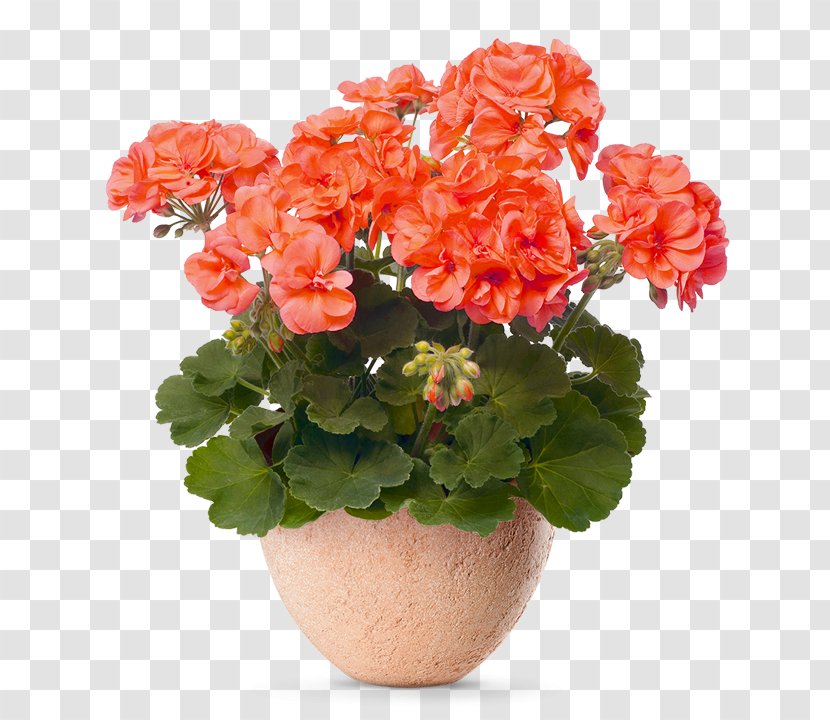Geraniums Flowering Pot Plants Flowerpot - Houseplant - Flower Transparent PNG