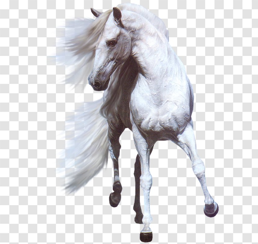 Andalusian Horse Arabian White Stallion Mare Transparent PNG