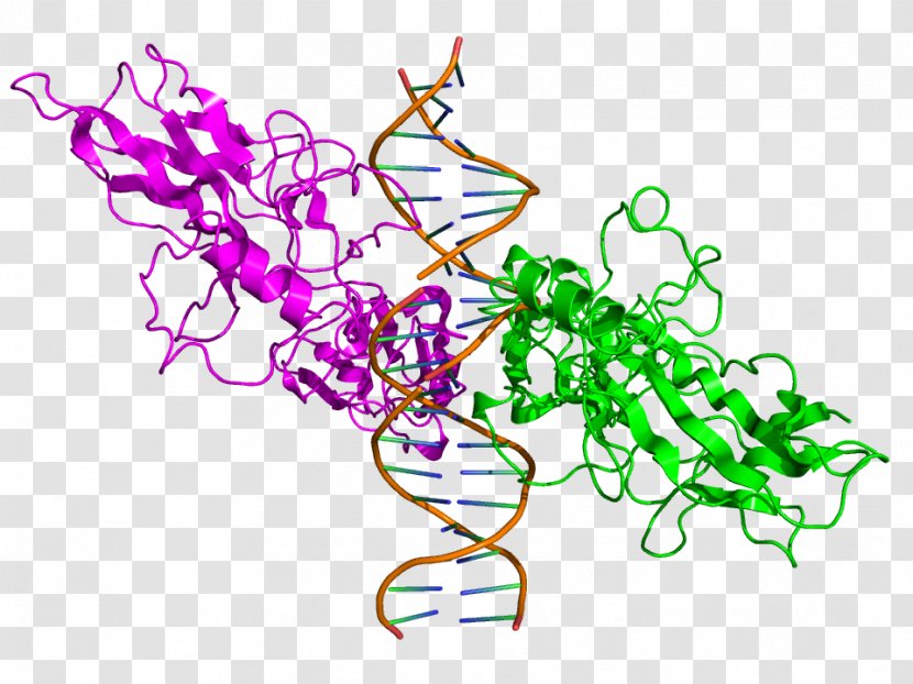 NF-u03baB Structure Protein Cytokine Clip Art - Nucleic Acid Double Helix - Picture Of Family Members Transparent PNG