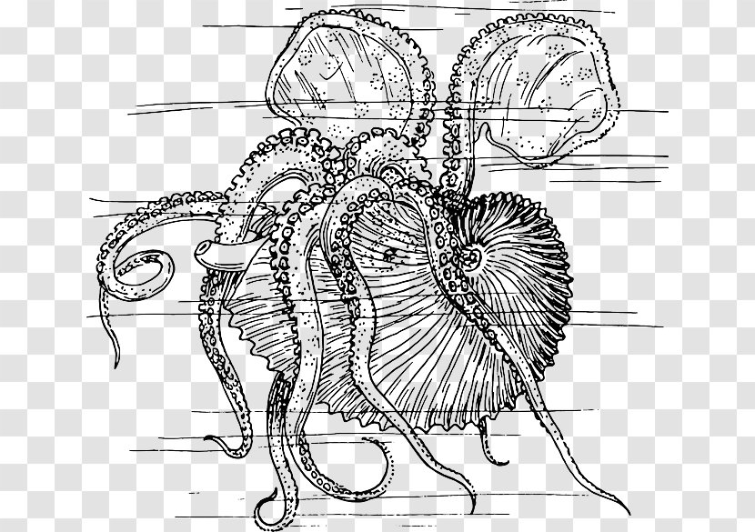 Octopus Nautilidae Coloring Book Vector Graphics Drawing - Tree - Escudo Dos Moluscos Transparent PNG