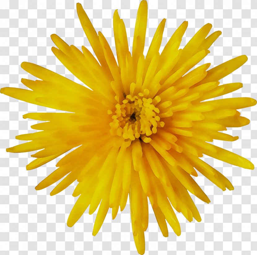 Stock Photography Image Flower - Yellow - Royaltyfree Transparent PNG