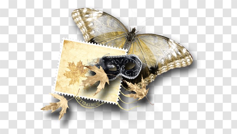 Butterfly Bombycidae Clip Art - Insect Transparent PNG