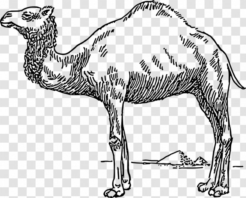 Dromedary Bactrian Camel Drawing Clip Art - Tail Transparent PNG